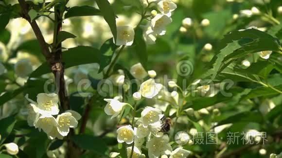 大黄蜂飞过茉莉花，慢动作