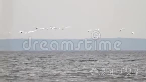 成群的天鹅飞过河面上空视频