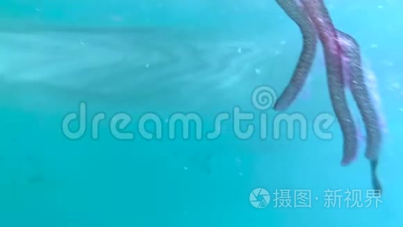 马略卡海沿岸的水中水母视频