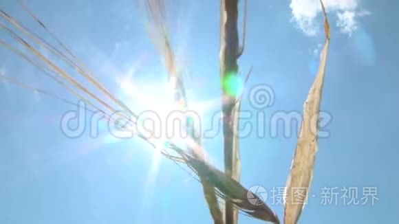 阳光穿过大麦的穗视频