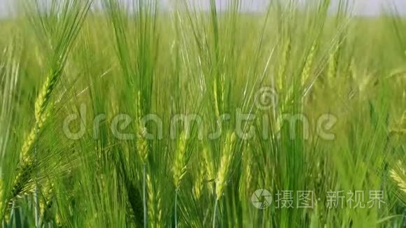 农场、农业种植绿色黑麦的谷物头