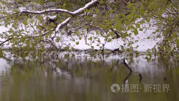 两只野鸭在雪地和绿色树枝的背景下在池塘里游泳。 春天。 自然异常