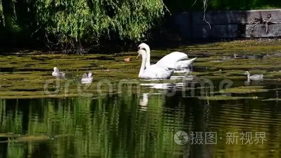 天鹅一家人在池塘边游泳视频