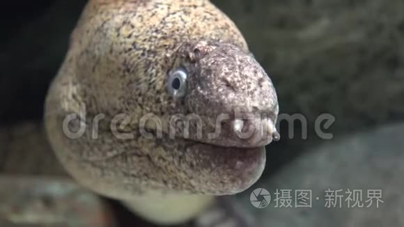 野艾尔海洋生物视频