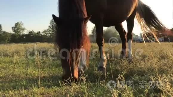 两匹黑马正沿着小路走视频