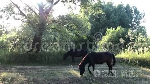 两匹黑马正沿着小路走视频