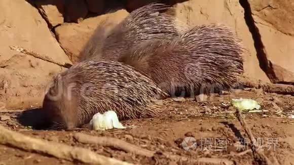 高清特写一组猪熊吃蔬菜的视频.短视频