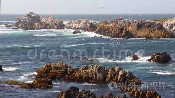 海鸥群和岩石海岸圈视频