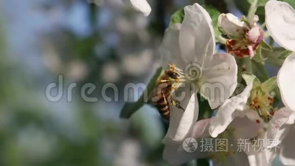 蜜蜂收集苹果花上的蜂蜜视频
