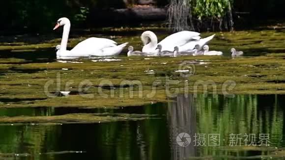 天鹅一家人在池塘边游泳视频