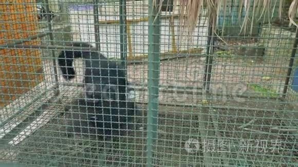 动物园鸟笼中的宾图龙视频