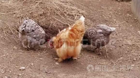 鸡在免费范围内啄食，谷仓，家禽养殖场