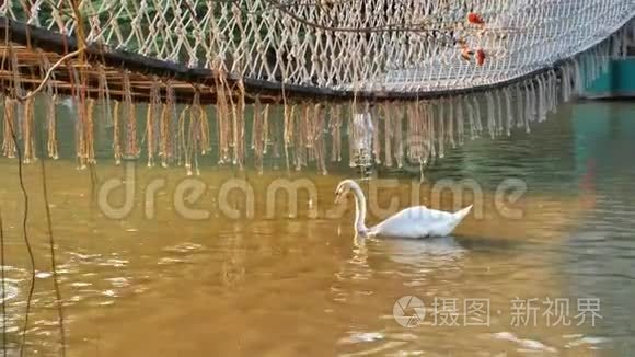 一只成年白鸭漂浮在运河里觅食视频