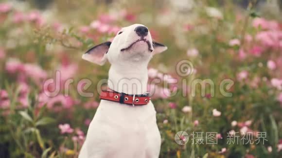 穿着花的可爱的狗视频
