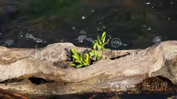 从干树上生长的植物