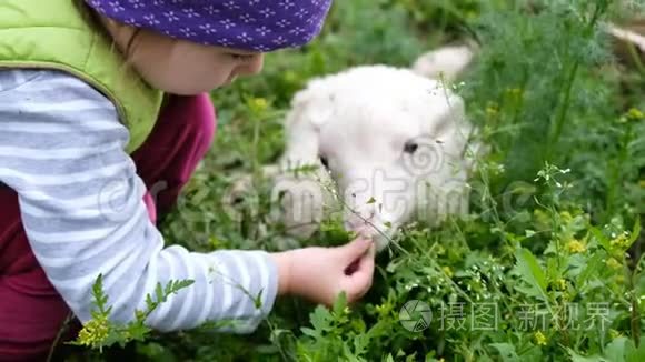 孩子在村子里玩一只小羊。 女孩喂白羊草