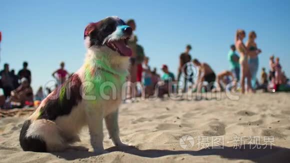 多种颜色的狗坐在海滩上视频