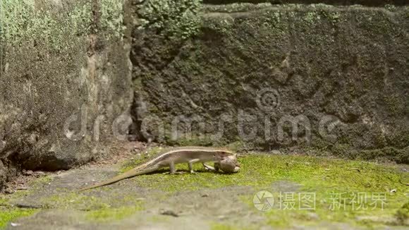 蜥蜴吃青蛙视频