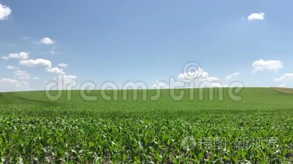生长幼玉米的田地。 绿色农业景观。