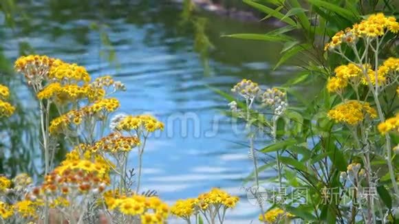 大自然中的黄花和湖水视频