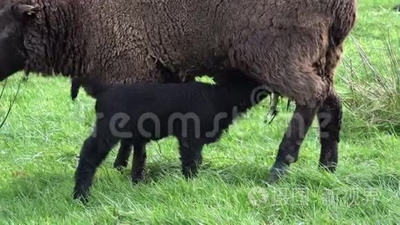 可爱的黑色小羊羔在视频