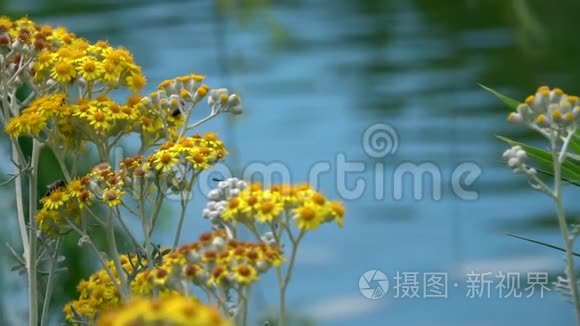 大自然中的黄花和湖水视频