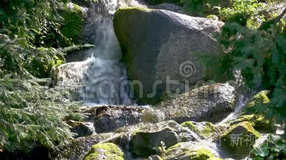 小瀑布与苔藓岩和针叶树的特写视频