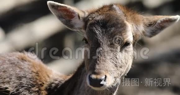 鹿在野生森林里打小鹿视频