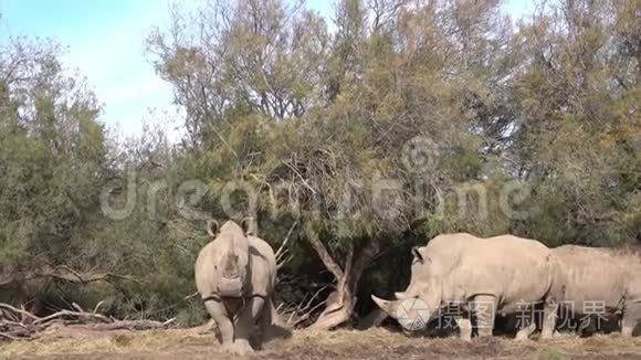 树下的一群犀牛看着摄像机咀嚼着