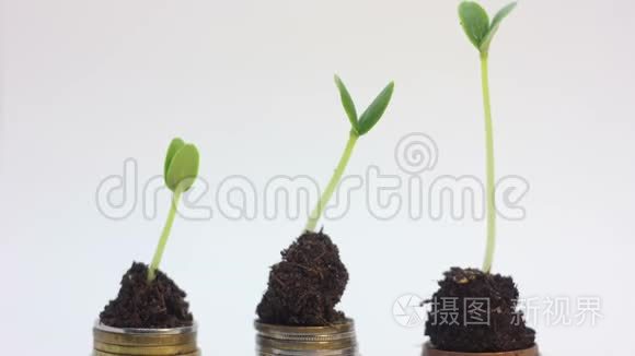 绿色植物坠落。 金币。 下跌行情，金融危机崩盘概念..