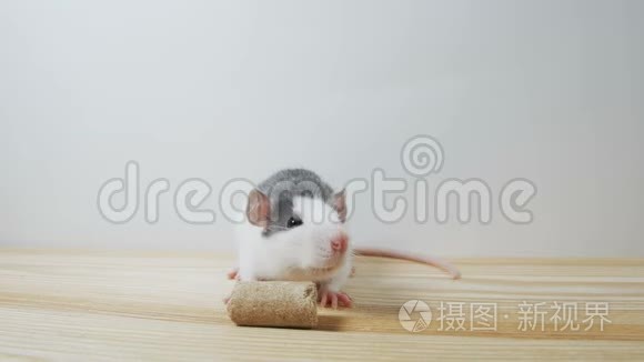 可爱的黑白装饰老鼠站在后腿隔离在白色背景