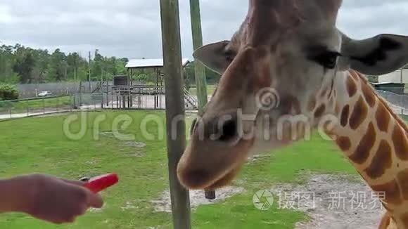 佛罗里达的长颈鹿喂食视频