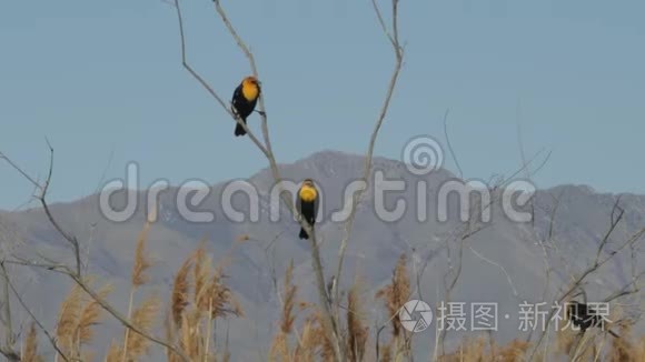 黄头黑鸟在初春呼号视频