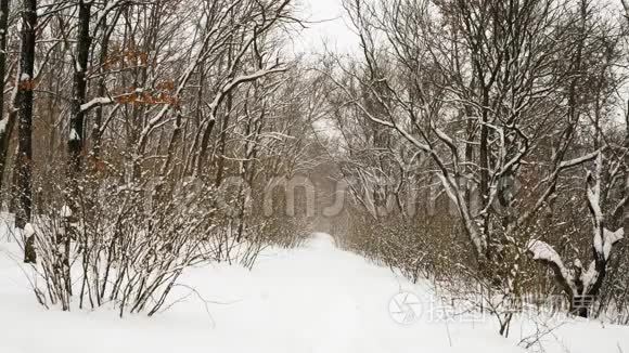 森林背景下奔跑的雪景视频