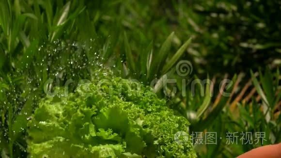 水滴在一堆湿生菜上飞舞视频