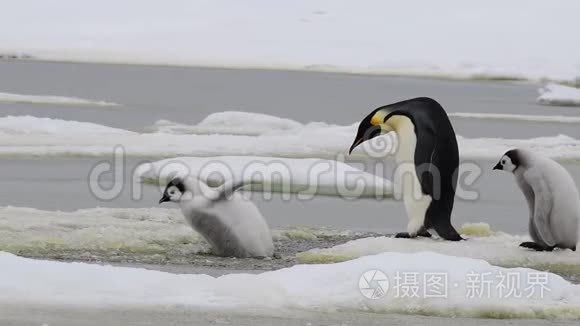 企鹅皇帝带着小鸡在南极洲视频