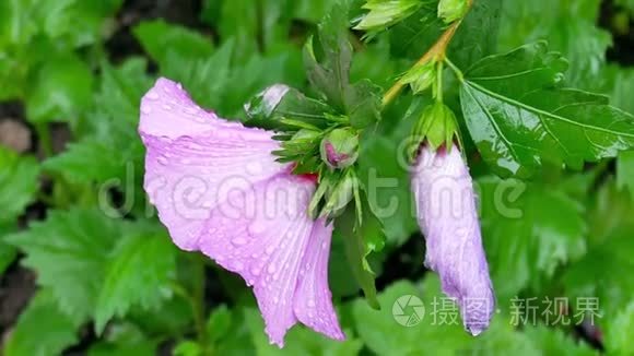 小提琴花雨后水滴视频