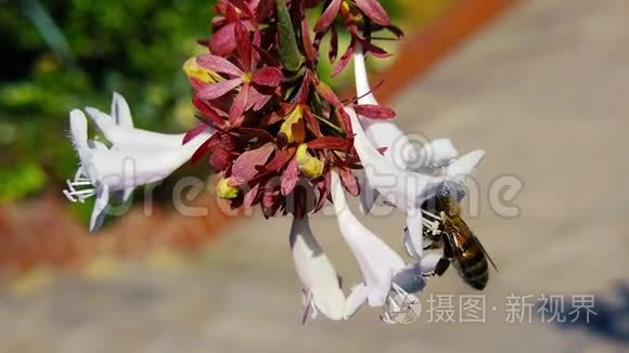 小蜜蜂花慢动作视频