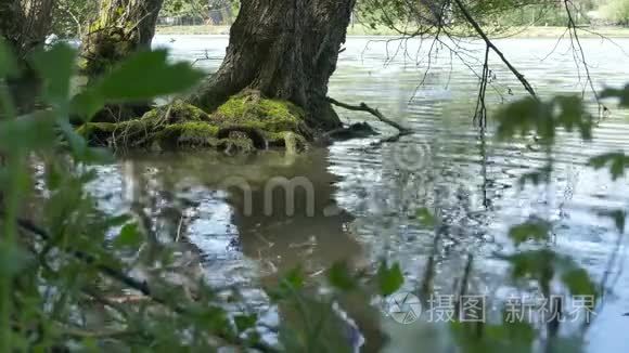 湖中的树根