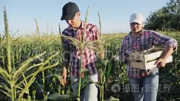 农民在有机生态农场收获玉米视频