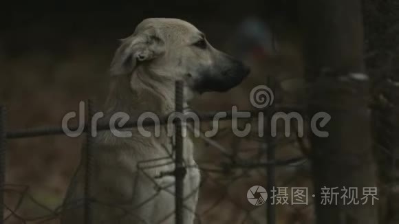 流浪狗在贫困地区散步视频