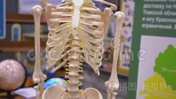 人类骨架学校模型展览中心视频