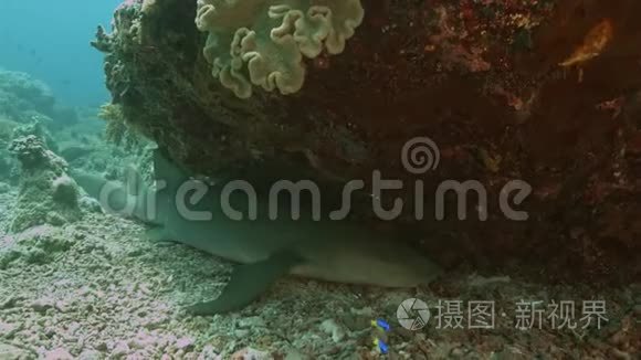 珊瑚礁上的鲨鱼护士视频