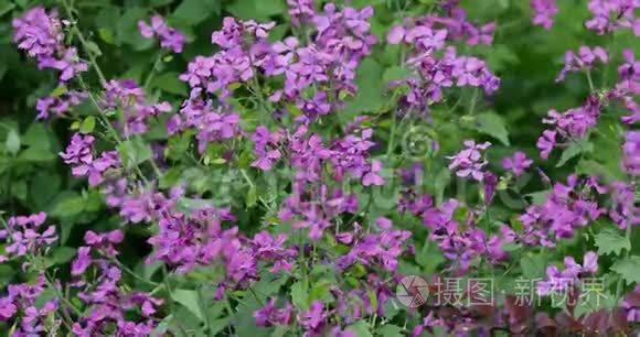 五颜六色的紫色花朵的自然背景。 花卉图案自然背景