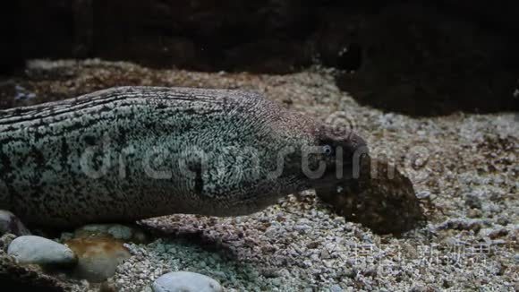 鳗鱼在水下潜水视频