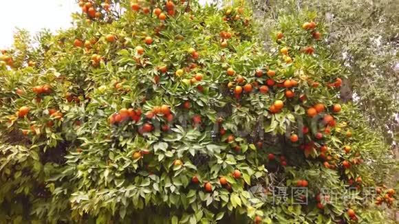 潘在花园里的树上生长着美丽的橘子。