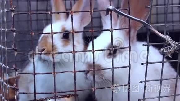 农场里的兔子视频