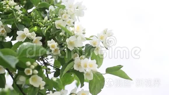 假茉莉花，莫克橙（菲拉德尔福）