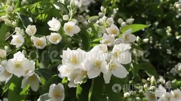 假茉莉花，莫克橙（菲拉德尔福）