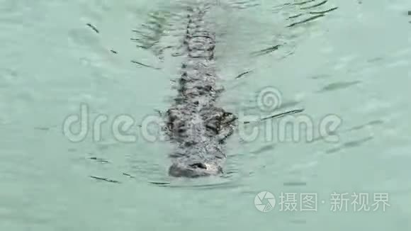 鳄鱼在湖水中游泳视频